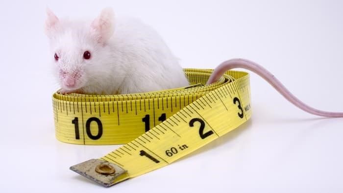 DIETA INDYWIDUALNA – NAJSKUTECZNIEJSZA DIETA!