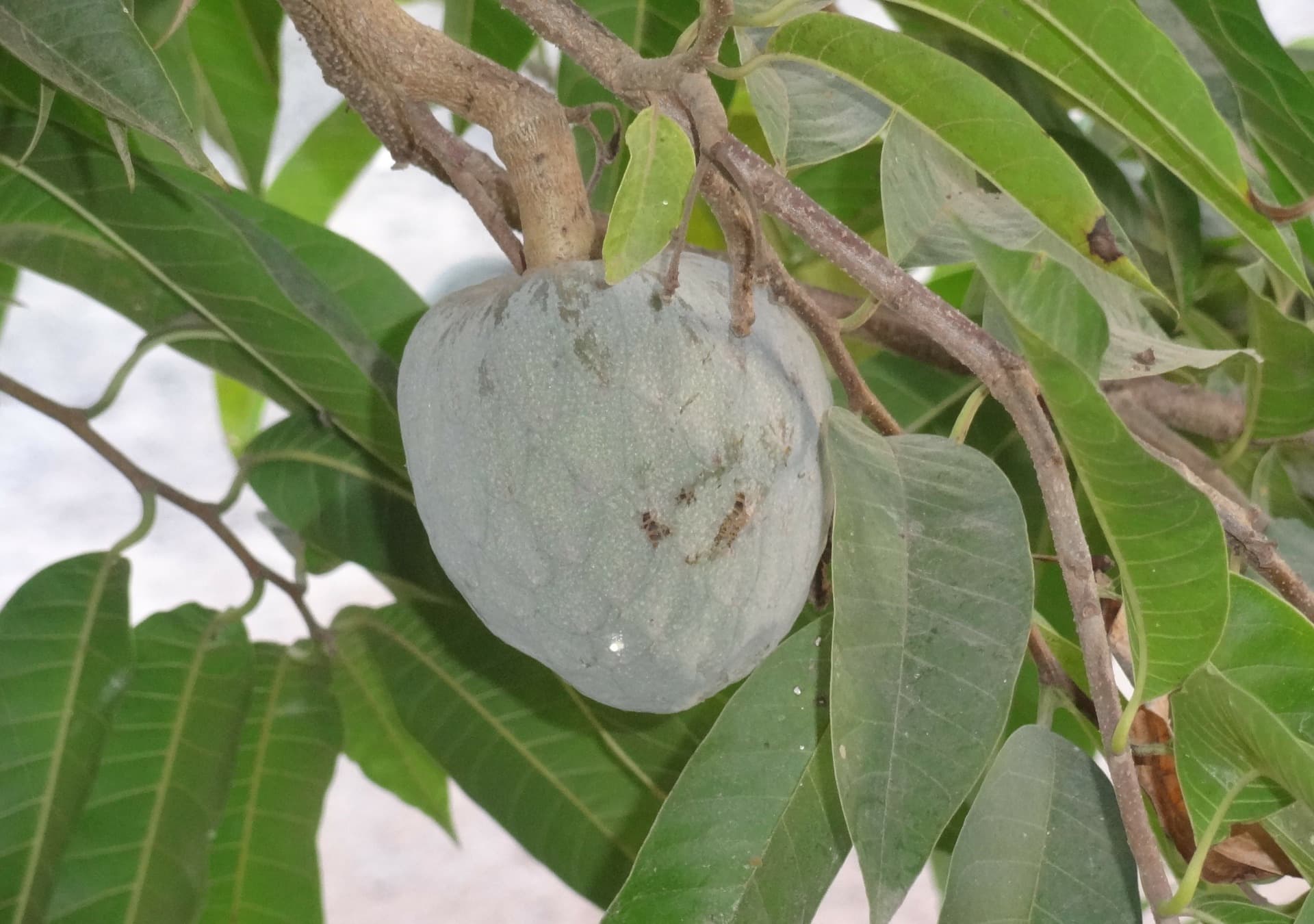 GUANABANA – EGZOTYCZNE ODKRYCIE